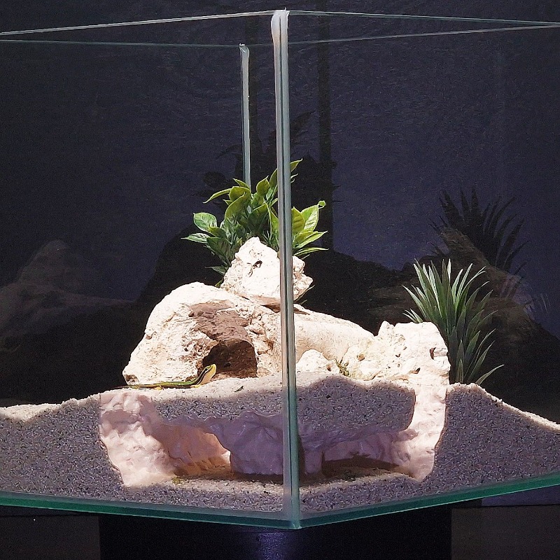 3DPrinted Fish Tank Tunnel She - 3D Printing Lizard review and price